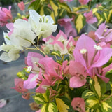 Set 2 Coconut Ice Bougainvillea Live Plant 5-7 Inch Tall