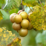 3 Muscadine Grape Plants Live for Planting, Starter Plants, 3-5" Tall, No Pot, Cold Hardy, Tree Grape Vines Fruit for Spring Growing (Bronze)