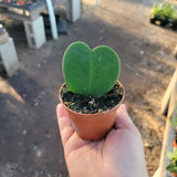 Hoya Plant Live, Indoor Houseplant, 2 Inch Pot