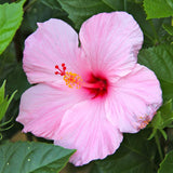 4 Pink Red Hibiscus Plants Live, Tropical Flower Plant, 4-8 Inch Tall