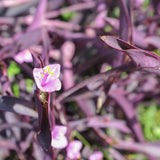 2 Purple Live Wandering Jew Plants, Tropical Houseplant, 4-8 Inch Tall