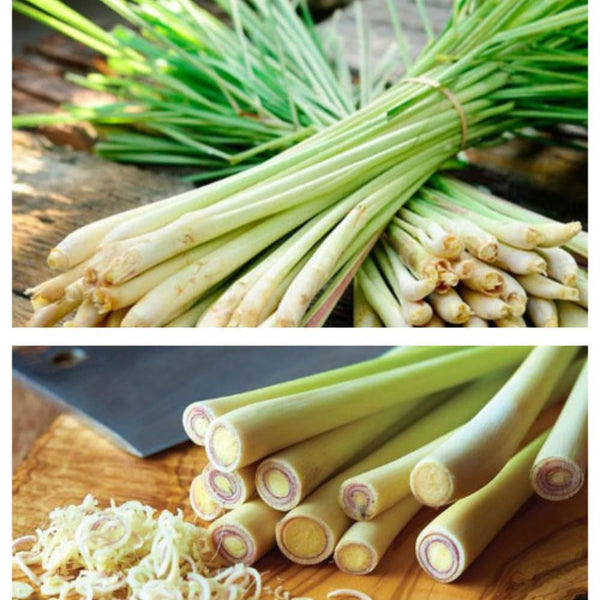 3 Lemongrass Live Plants, Herb Stalks Plant, 4-6 Inch Tall