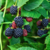 3 Rare BlackBerry Live Plants, Large Berry Fruit Plant, 3-7 Inch Tall