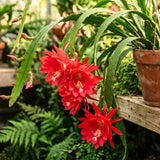 2 Red Epiphyllum Plants Live, Well-Rooted Orchid Cactus