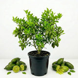 Green Finger Lime Tree, Rare Citrus Tree, 1-2 Ft Tall, 1 Gallon Pot
