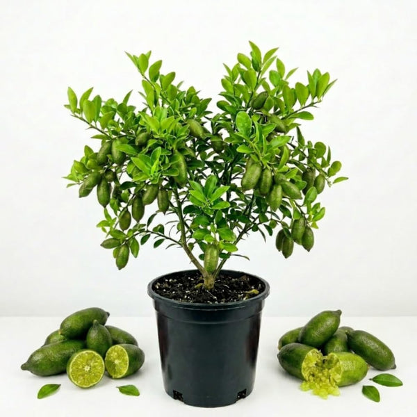 Green Finger Lime Tree, Rare Citrus Tree, 1-2 Ft Tall, 1 Gallon Pot