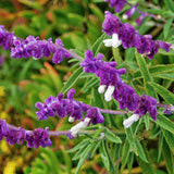 4 Mexican Salvia Sage Live Bushes, Landscape Flower Plant, 4-6 Inch Tall