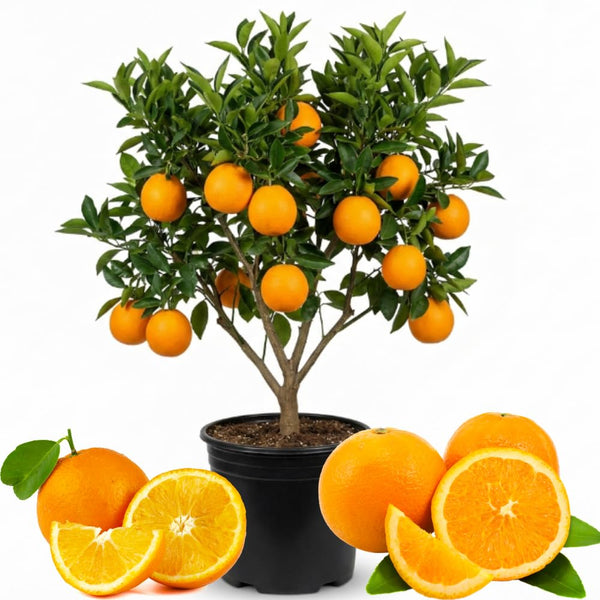Orange Tree Plant Live, Patio Container Plant, 1-2 Ft Tall, 1 Gallon Pot
