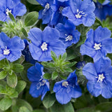 3 Evolvulus Blue Daze Plants Live, Flower Plant, 4-6 Inch Tall