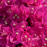 Pink Bougainvillea Plant Live, Tropical Vine, 6-8 Inch Tall, 4 Inch Pot