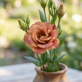 Orange Brown Lisianthus Plant, Eustoma Lisianthus Flowers Plug, 3-5'' Tall