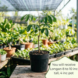 Longan Live Plant, Indoor Outdoor Fruit Tree, 8-10 Inch Tall, 4 Inch Pot