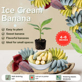 Ice Cream Banana Live Plant, 4-6 Inch Tall Banana Tree