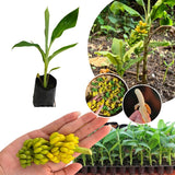 3 Truly Tiny Banana Trees Live Plants, Starter Plant, 3-5 Inch Tall