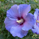 Blue Hibiscus Plant 5-7", in Pot