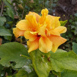 4 Double Yellow Hibiscus Live Plants, Hibiscus Flower, Patio Container Plant, 4-8 Inch Tall