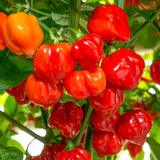 Red Habanero Pepper Plant Live, Garden Plant, 4-7 Inch Tall, 4 Inch Pot