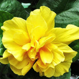 4 Double Yellow Hibiscus Bushes Live Plants, Flowering Shrub, 4-8 Inch Tall