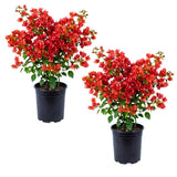 2 Red Bougainvillea Live Plants, Home Garden Plant, 4-6 Inch Tall