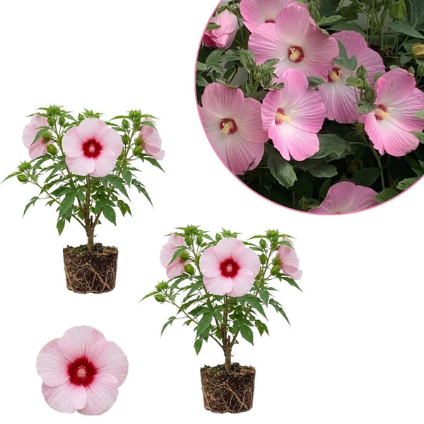 Pack 2 Red Pink Hibiscus Plant Live 5-7 Inch Tall