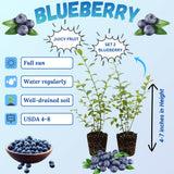 2 Elliott Live Blueberry Plants, Garden Plant, 4-7 Inch Tall