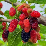 Dwarf Everbearing Mulberry Fruit Plant Live 6-8 Inches Tall