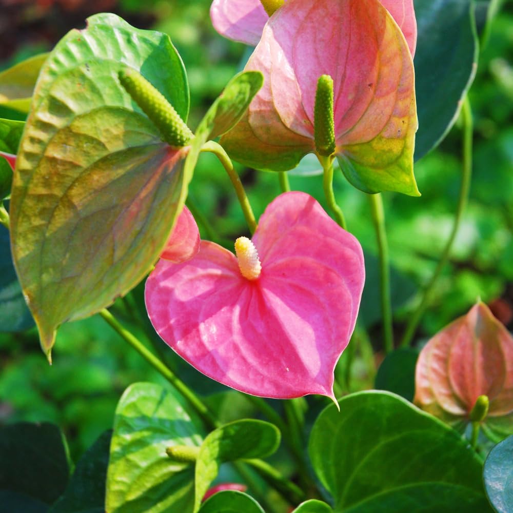 Pink Anthurium Live Plant, Miniature Blooming Plant, 4 Inch Pot