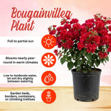 2 Double Red Bougainvillea Live Plants, Outdoor Garden Plant, 4-6 Inch Tall