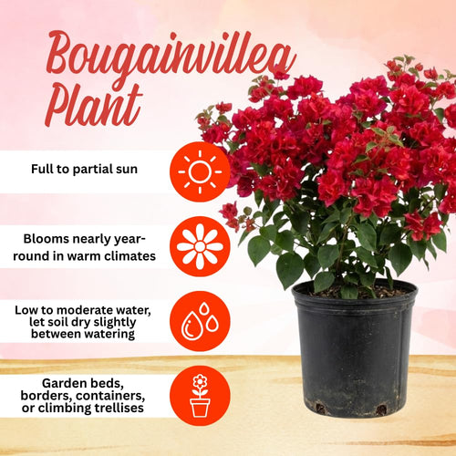 2 Double Red Bougainvillea Live Plants, Outdoor Garden Plant, 4-6 Inch Tall