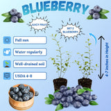2 Emerald Blueberry Plant Live, Blueberry Bushes Plant, 4-7 Inch Tall