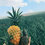 2 Pineapple Live Plants, Well-Rooted Fruit Plant, 4-6 Inch Tall
