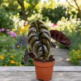 2 Red Purple Alocasia Live Plants, Hardy Garden Plant, 4-6 Inch Tall