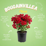 2 Double Red Bougainvillea Live Plants, Outdoor Garden Plant, 4-6 Inch Tall