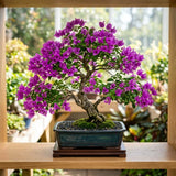 2 Purple Bougainvillea Plants Live, Rooted Vine Starter, 4-7 Inch Tall