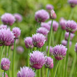Set 3 Chive Roots, Ready to Grow