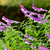 4 Mexican Salvia Sage Live Bushes, Landscape Flower Plant, 4-6 Inch Tall