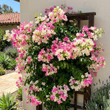 2 White Pink Bougainvillea Live Plants, Climbing Vine, 4-8 Inch Tall
