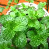 Set 3 Mojito Mint Live Plant 3 to 6 Inch Tall