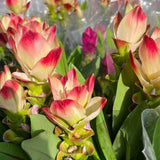 2 White Pink Ginger Live Plants, Ornamental Flowering Ginger Plant for Indoor Outdoor, Colorful Blooming Gingers 4-6 Inches