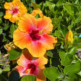 Pack 2 Red Yellow Hibiscus Plant Live 5 to 7 Inc Tall