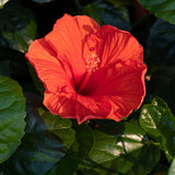 4 Deep Red Hibiscus Live Plants, Hibiscus Flower, Patio Container Plant, 4-8 Inch Tall