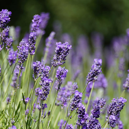 2 Creek Lavender Plants Live, Garden Plant, 4-7 Inch Tall