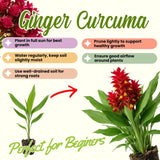 2 Red Ginger Live Plants, Ornamental Flowering Ginger Plant for Indoor Outdoor, Colorful Blooming Gingers 4-6 Inches