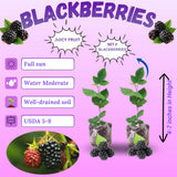 2 Sweet Blackberries Plant Live, Sweet Fruit, 4-7 Inch Tall