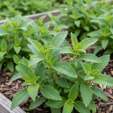 2 Sweet Stevia Plants Live, Outdoor Garden Plant, 4-6 Inch Tall