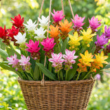 2 Mixed Ginger Live Plants, Ornamental Flowering Ginger Plant for Indoor Outdoor, Colorful Blooming Gingers 4-6 Inches