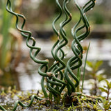 Corkscrew Rush Spiralis Live Plant, Live Starter Plant, 4 Inch Pot