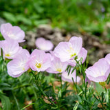 Random Primrose Live Plant, 2-3 Inch Tall, 3 Inch Pot
