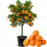 Sweet Mandarin Tree Live, Ready to Grow Plant, 1-2 Ft Tall, 1 Gallon Pot