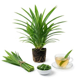 2 Pandan Plants Live, Well-Rooted Herb Plant, 3-6 Inch Tall